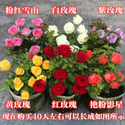 玫瑰花苗带花苞花卉，观花绿植物室内阳台，盆栽大花月季蔷薇四季开花