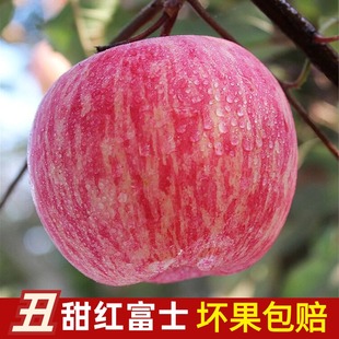 正宗山东烟台丑苹果脆甜栖霞红富士，苹果新鲜苹果水果当季整箱