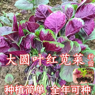 圆叶红苋菜苗四季蔬菜种苗，大全高产绿苋菜种籽盆栽，生菜青苋菜种子