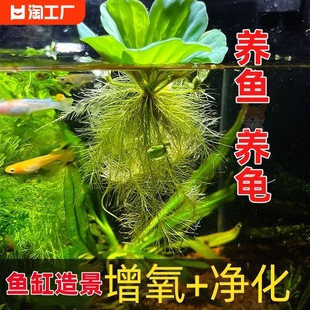 浮萍水草水芙蓉养鱼龟缸造景，装饰水培植物水葫芦，水草池塘净化水质