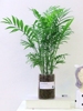 水培植物袖珍椰子小盆栽，凤尾竹办公室好养桌面客厅绿植耐阴富贵竹