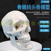 高档人体头颅骨模型自然大头骨标本附骨缝线骷髅头可拆Z卸数字标
