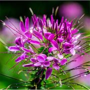 蜜源植物种籽 蜜蜂花种四季易种活花籽庭院路边醉蝶花种子