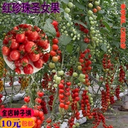 高产串收红珍珠圣女果种籽小西红柿樱桃番茄盆栽水，果蔬菜种孑子苗