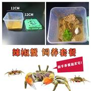 迷你辣椒蟹专用缸螃蟹宠物蟹，爬梯淡水小螃蟹，桌面宠物辣椒蟹专用沙