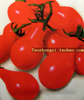 红洋梨番茄种子 阳台盆栽番茄种子小西红柿蔬菜种孑盆栽春季四季