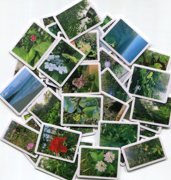 植物风景自制手帐电脑手机，防水装饰diy相册贴纸40张z1149