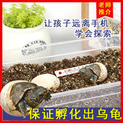 乌龟蛋可孵化儿童小乌龟，中华草龟龟蛋孵化套装孵化箱孵化盒孵化器