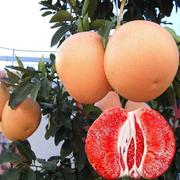 红心柚子树苗南方种植红肉蜜柚嫁接三红蜜柚果树果苗北方种植