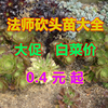 砍头苗无根铜壶美杜莎，粉女巫红覆轮黑法师，多肉植物砍头苗满9.9包