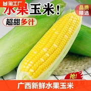 水果玉米新鲜9斤蔬菜脆甜玉米棒子生吃即食10月包谷超甜版纳