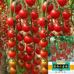 盆栽瀑布小番茄种子千禧圣女果樱桃西红柿苗矮生阳台盆栽易种种子