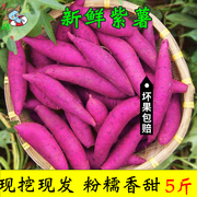 紫薯新鲜5斤现挖小紫薯香甜软糯宝宝薯，紫色小香薯地瓜蔬菜10