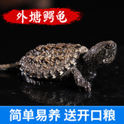 鳄龟小乌龟活物乌龟蛋受精可孵化鳄鱼龟苗幼苗招财乌龟食宠物活体