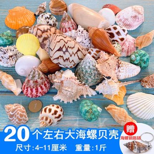天然贝壳海螺鱼缸造景装饰小摆件水族箱，布景套装龟缸底砂装饰品