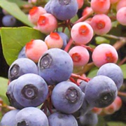 粉蓝蓝莓苗北方南方种植果树苗盆栽地栽苗带果带土蓝梅苗