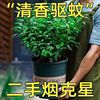 驱蚊清香木盆栽室内花卉绿植净化空气吸除甲醛植物好养提神胡椒木