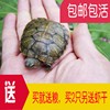 小巴西龟苗活物乌龟活体宠物龟绿色招财龟情侣龟长寿红耳龟