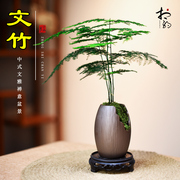 文竹盆栽室内植物桌面，茶几好养观赏绿植，四季常青装饰禅意小盆景