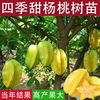 杨桃树苗台湾甜杨桃水，果苗纯甜嫁接四季结果庭院，地盆栽特大果树苗