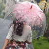 日本樱花伞韩国透明雨伞，折叠小学生公主儿童，女孩拱形小清新长柄伞
