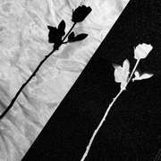 ??Damn专业滑板砂纸 细砂 黑砂黑色镂空玫瑰花 双翘长板通用砂