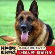 纯种赛级德国牧羊犬大型犬，弓背黑背德牧警犬，幼犬活体宠物狗狗