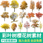 园林景观彩叶树开花乔木树木PSD樱花红枫银杏树ps效果图免扣素材