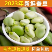 2024现摘新鲜蚕豆当季蔬菜带壳生蚕豆青豆荚花胡豆青绿蚕豆罗汉豆