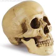 高档医学头骨树脂骷髅头酒吧摆设人体头骨模型动物标本万圣节