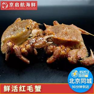1只2斤价格鲜活北海道红毛蟹进口野生海鲜水产活帝王蟹板蟹长脚蟹