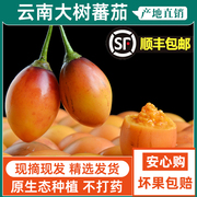云南树番茄新鲜大树蕃茄特产洋蕃茄鸡蛋果野生孕妇水果时令蔬菜