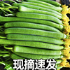 丝瓜新鲜5斤绿瓜山东寿光蔬菜鲜嫩绿皮丝瓜农家自种青瓜