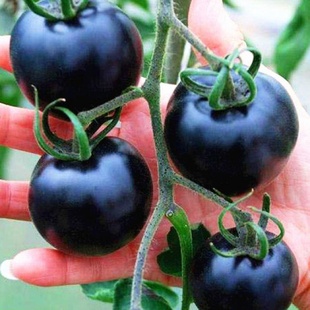 特级西红柿小黑番茄圣女果种子水果种子蔬菜种子阳台盆栽四季播种