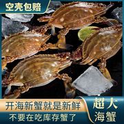 开海新货新鲜活梭子蟹可清蒸活蟹超大公蟹，野生海捕大青蟹海蟹5斤