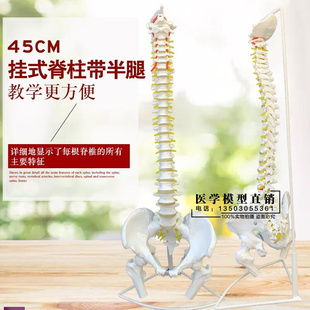 骨骼模型脊椎模型颈椎，模型盆c骨，模型腰椎模型关节模型包