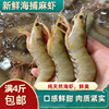海虾鲜活麻虾新鲜滑皮虾野生虾北海海鲜水产冷冻基围虾速冻鲜虾