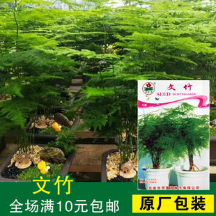 盆栽花卉水培植物 文竹种子 办公室 室内 防辐射创意绿植盆景花卉