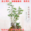 米竹盆栽小型盆景凤尾竹可分枝，微景观竹子庭院四季常青室内植物