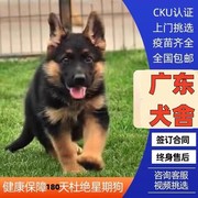 佛山犬舍纯种德牧幼犬黑背德国牧羊犬大型狼狗活体宠物狗狗