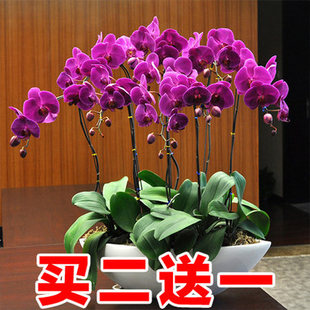 四季蝴蝶兰花卉，观花盆栽植物室内带花苞，花花型大苗绿植