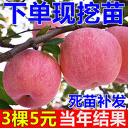 嫁接红富士苹果树苗盆栽地栽矮化庭院苹果苗南北方，种果树当年结果