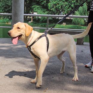 狗用品大型犬牵引绳胸背带，调节背心式，专用加粗防脱宠物牛皮遛狗绳