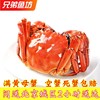 单只北京闪送鲜活大闸蟹满黄母蟹3.8-4.3两/只河蟹螃蟹满10只