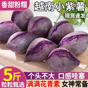 正宗越南小紫薯珍珠板栗紫薯特级新鲜粉糯甜紫红地瓜现挖沙地番薯
