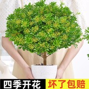 香水米兰花盆栽带花绿植，驱蚊植物花卉卧室内四季开老桩茉莉花树苗