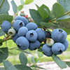 蓝莓苗四季盆栽地栽果，树苗当年结果兔眼蓝莓，苗蓝莓小苗北南方种植
