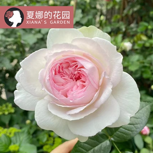 波莱罗月季花苗阳台庭院盆栽花卉，植物四季开花大花浓香丰花灌木