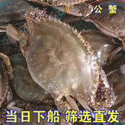 渤海野生鲜活螃蟹海鲜公蟹海蟹梭子蟹白蟹海飞蟹肉，蟹4~5两只500g