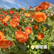 阔叶单瓣可结籽太阳花种马齿苋死不了耐旱易活庭院楼顶草花花